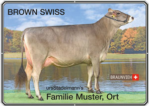 Hoftafel Brown Swiss